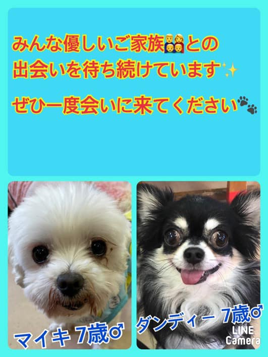 🐾今日の里親様募集中ワンコ🐶メンバーです🐾2022,6,11【保護犬カフェ天神橋店】